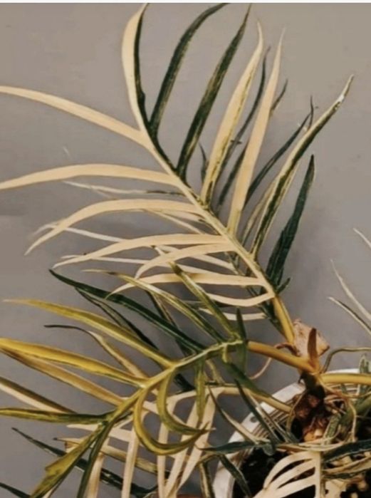Philodendron Tortum var.