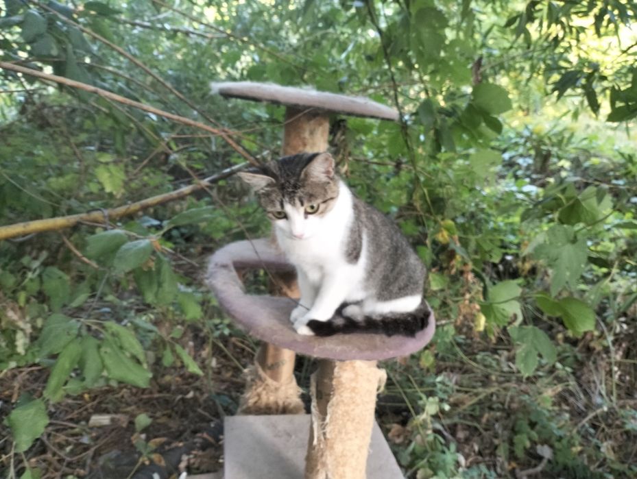 Прекрасні, молоді, стерилізовані кішки до 1 року в добрі руки