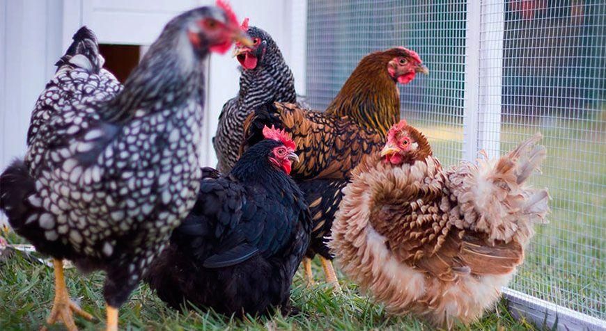 Інкубаційне яйце