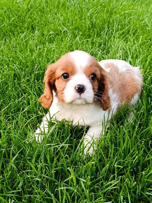 Cavaljer King Charles Spaniel (Piesek)