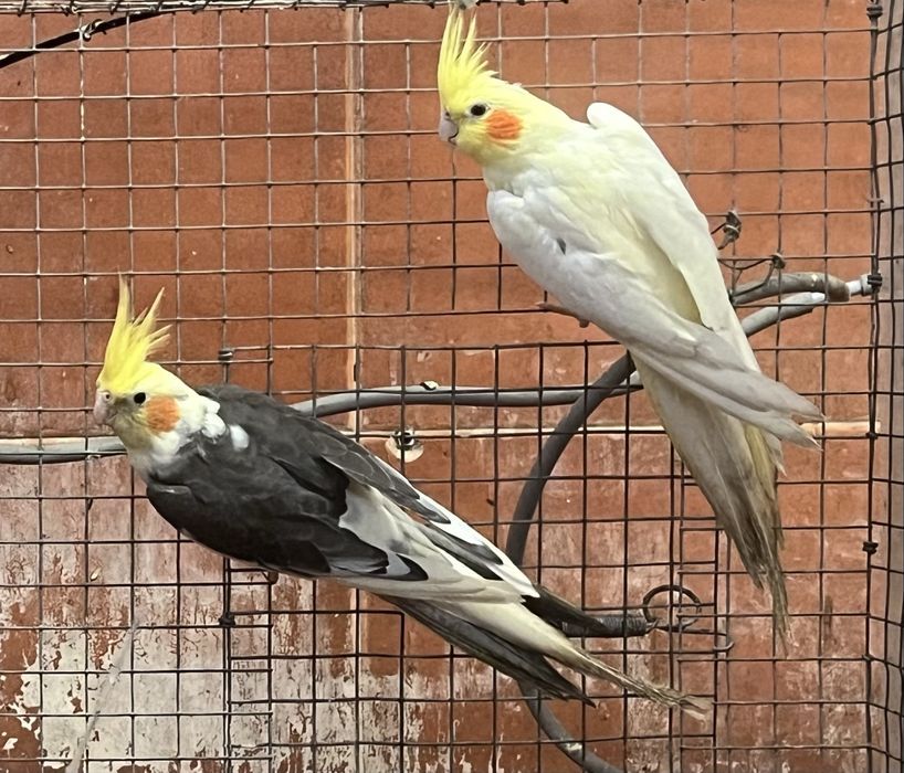 Casal de caturras adultas