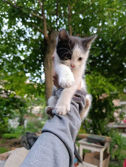 Кошенята в добрі руки