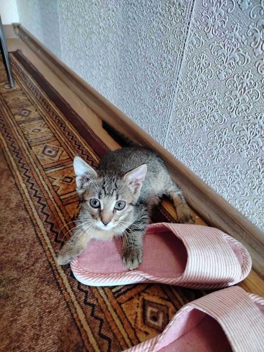 Отдам котят в хорошие руки