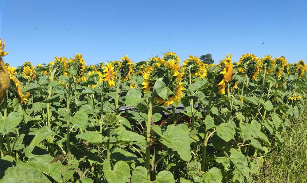 Słonecznik oleisty nasiona słonecznika NSH 8002