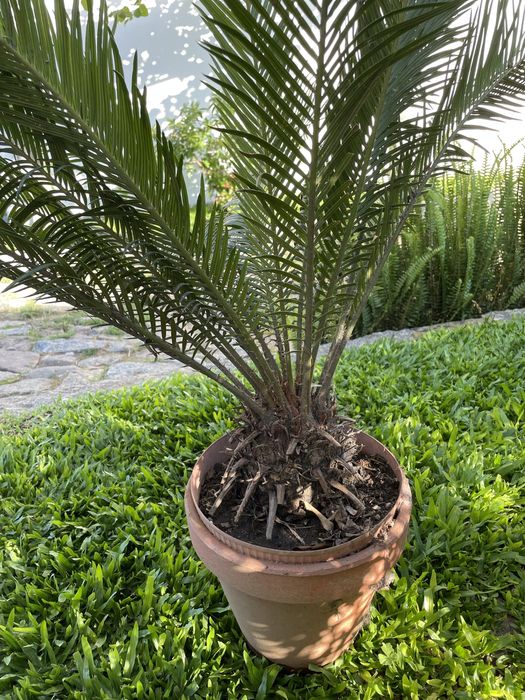 Planta Sika - estilo palmeira de cresimento lento