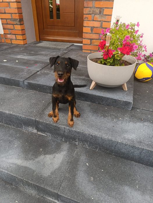 Niemiecki Terrier Myśliwski
