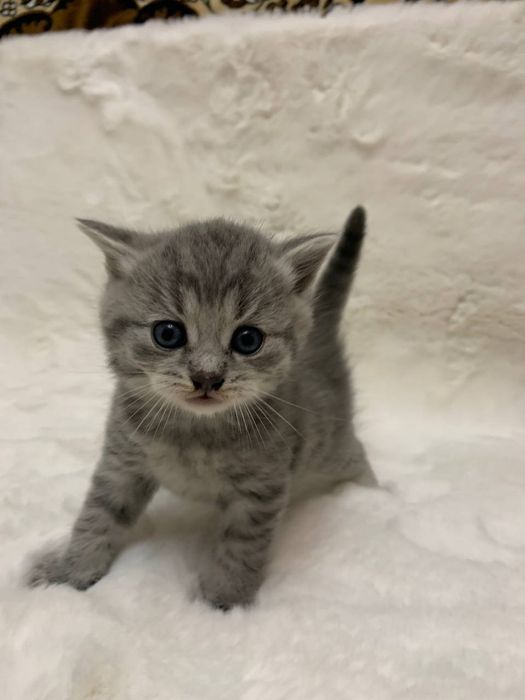 Шотландські котики киці кошенята
