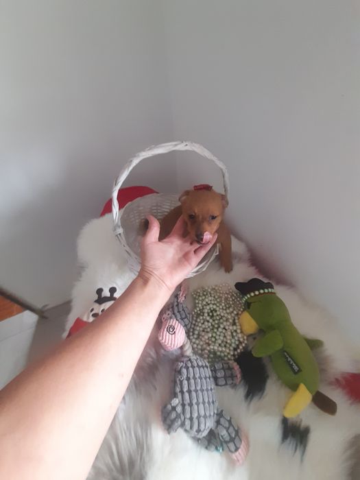 Bebé machinho porte pequeno