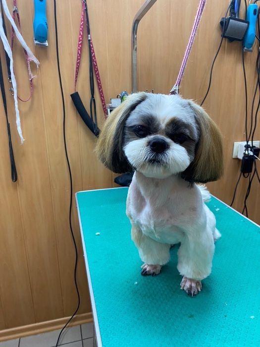 Мальчик Ши-тцу шукає наречену.Мальчик Ши-тцу ищет невесту