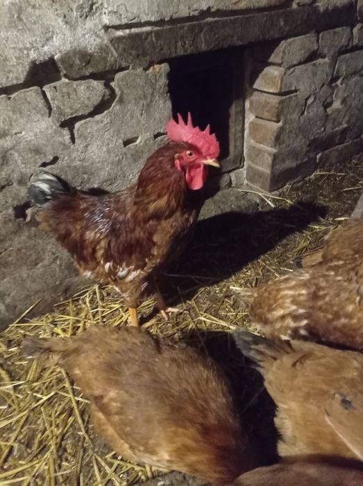 Молоді півні продам