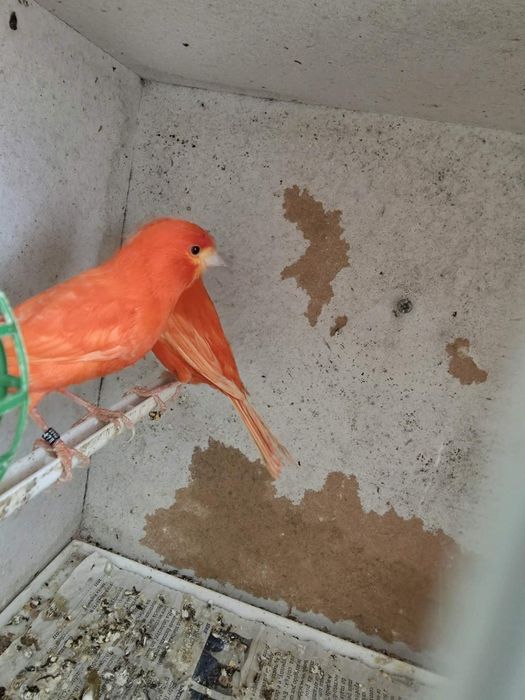 Vendo ou troco lote de aves