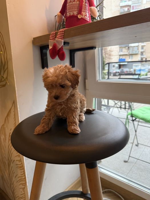 Maltipoo Мальтіпу ф1