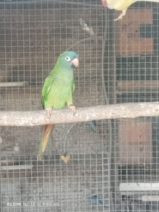 Conur cabeça azul e Aratinga sol