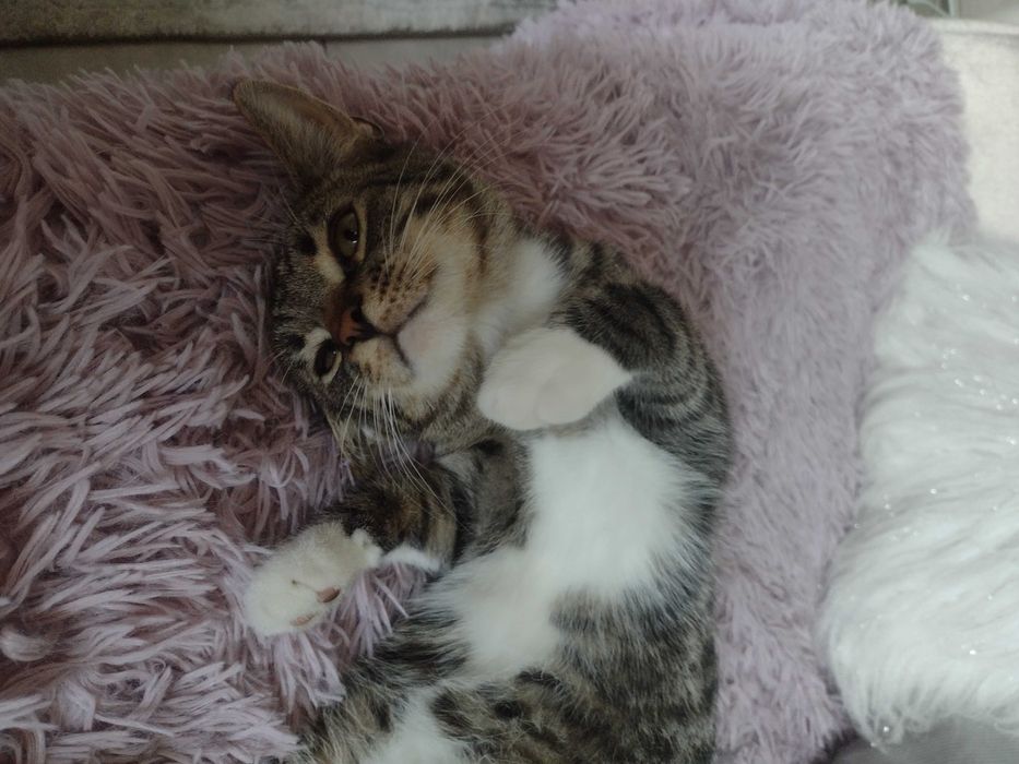 Kubuś - miłosny kociak