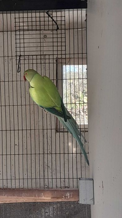 Ring neck Macho Opalino