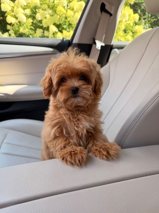 Wesoła sunia maltipoo