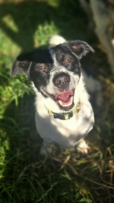 Do Adopcji samiec 2lata 10kg