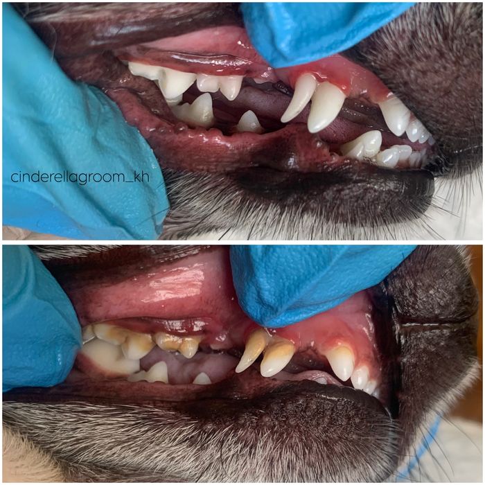 Чистка зубов Х.Гора