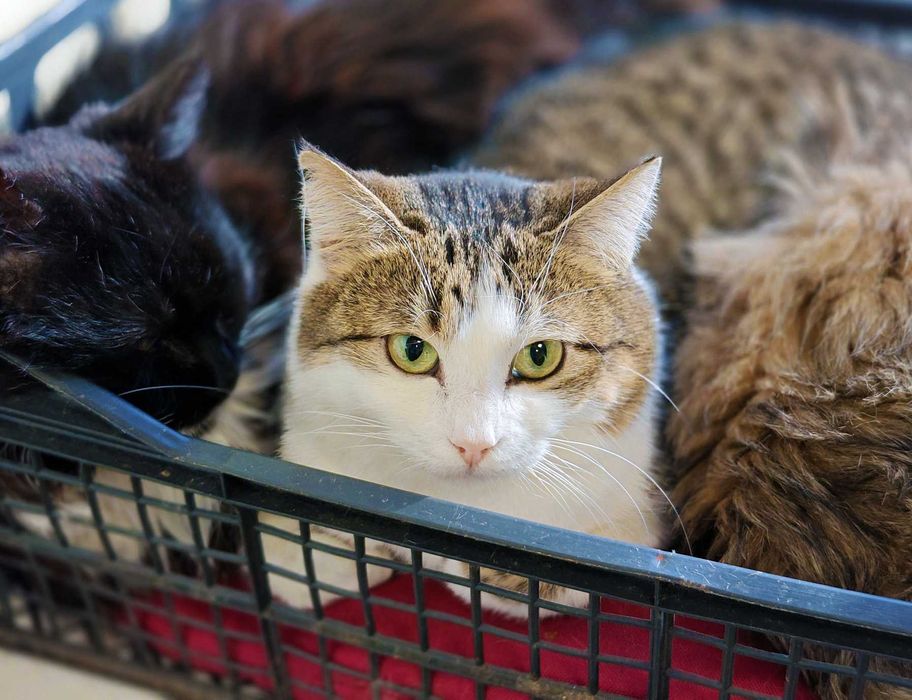 Дуже ніжна чарівна киця Лайта терміново, 1 р, кішка, кошка шукає дім