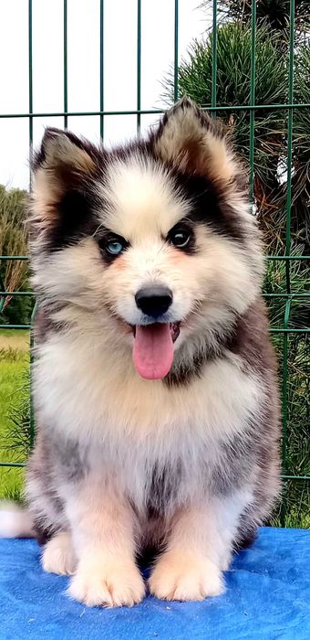 Husky syberyjski-piesek