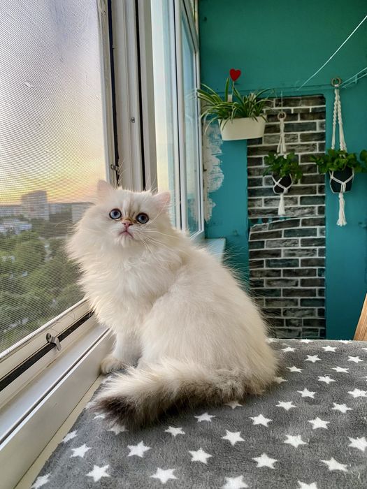 Котик золотий поінт