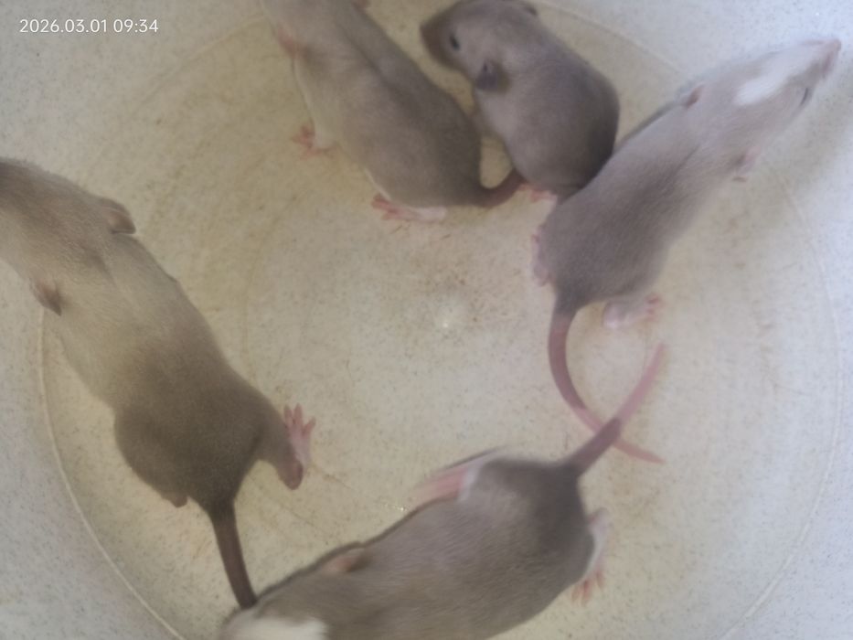 Крыски крисята милые декоративные Дамбо