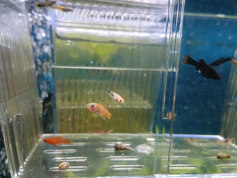 Rybki akwariowe gupik,mieczyk, molinezja 4-5cm