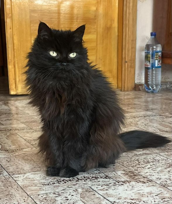 Кошечка из приюта