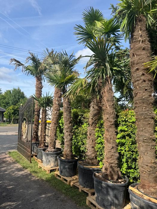 Palma mrozoodporna Trachycarpus fortunei