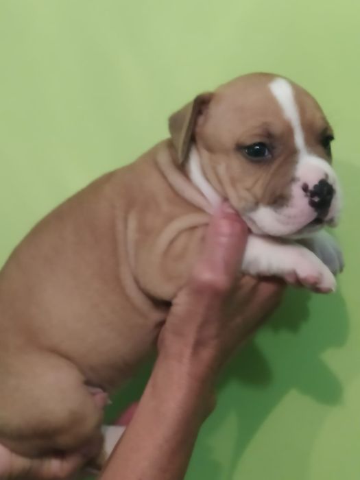 Amstaff suczka Rodowód ZKWP/ FCI Zapraszamy do rezerwacji