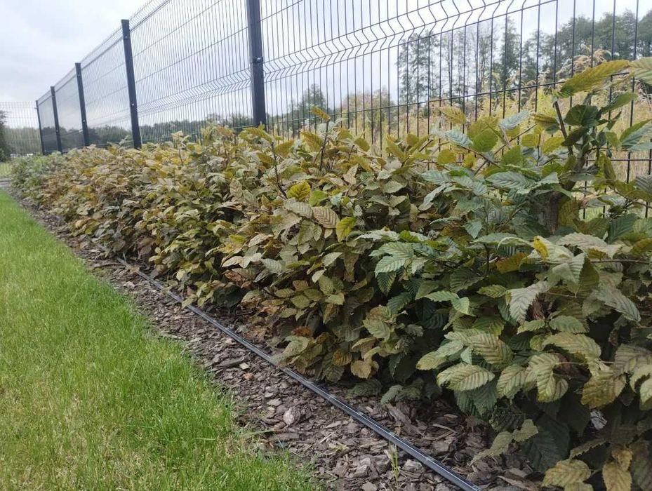 Grab Pospolity Carpinus Betulus sadzonki 100-150cm