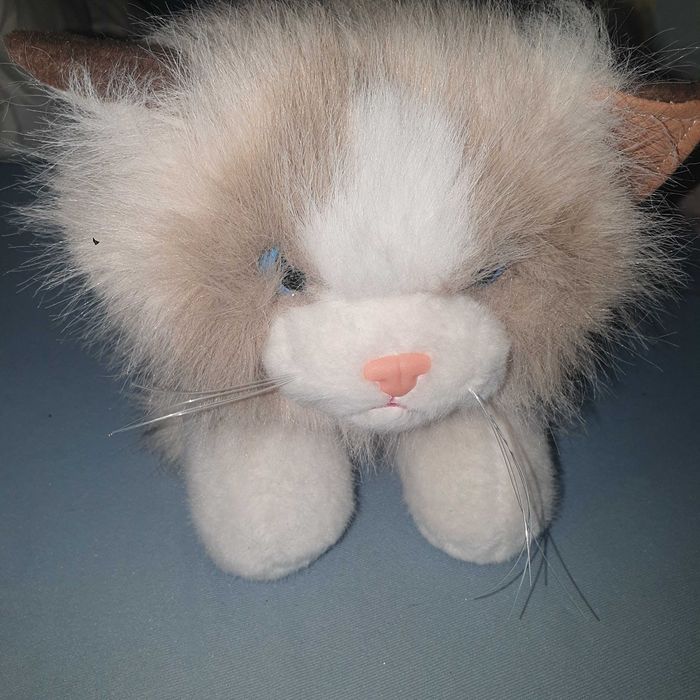 Essa cat nowy kot pluszak
