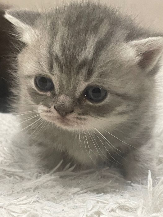Британські котята