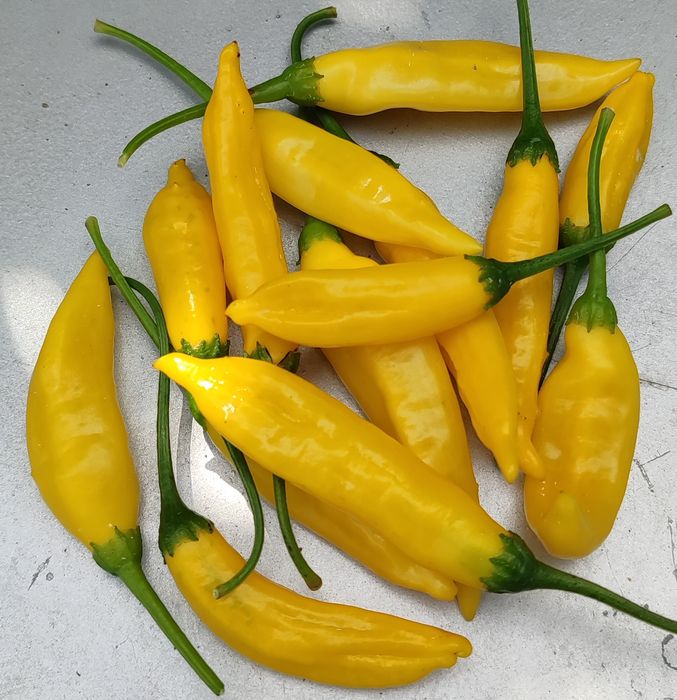 Carolina Reaper Amarela ,OFERTA Portes Envio