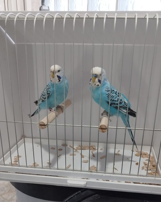 Casal de periquitos australianos