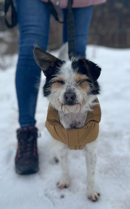 Cynamonek gorąco poleca się do adopcji...