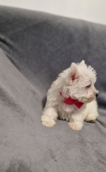 West Highland White Terrier Piesek