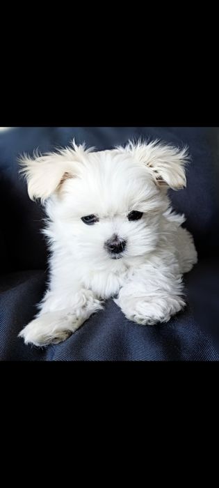 ŚLICZNY malutki chlopiec FCI