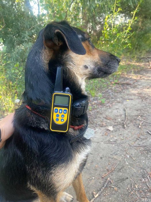 Электронный ошейник для дрессировки собаки DTC 800