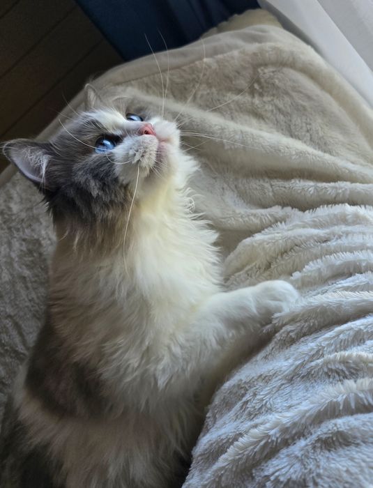 Przekochany chłopczyk Ragdoll szuka domu