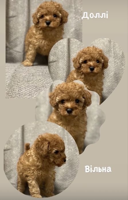 Дівчинка той пуделя