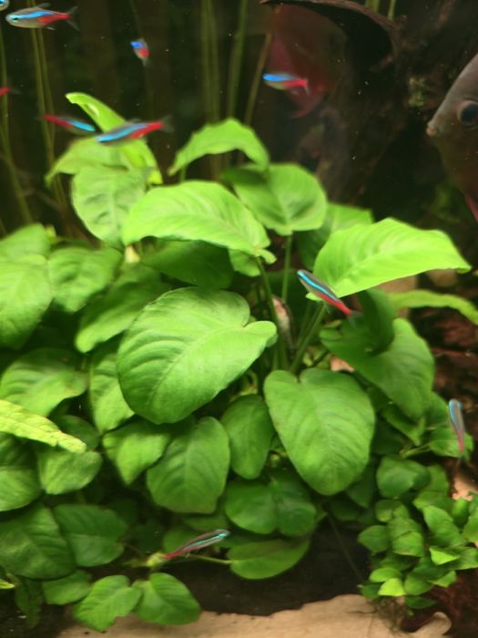 Anubias Barteri piękna łatwa roślina niewymagająca