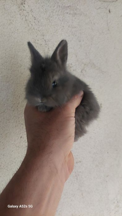 Coelhos anões  de qualidade