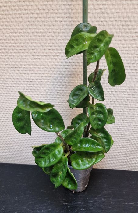 Hoya carnosa krinkle