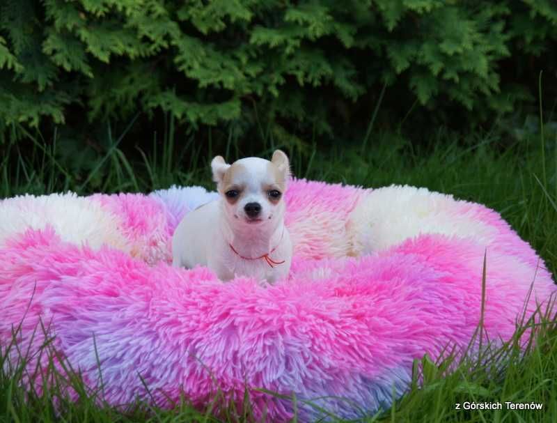 Chihuahua z rodowodem piesek