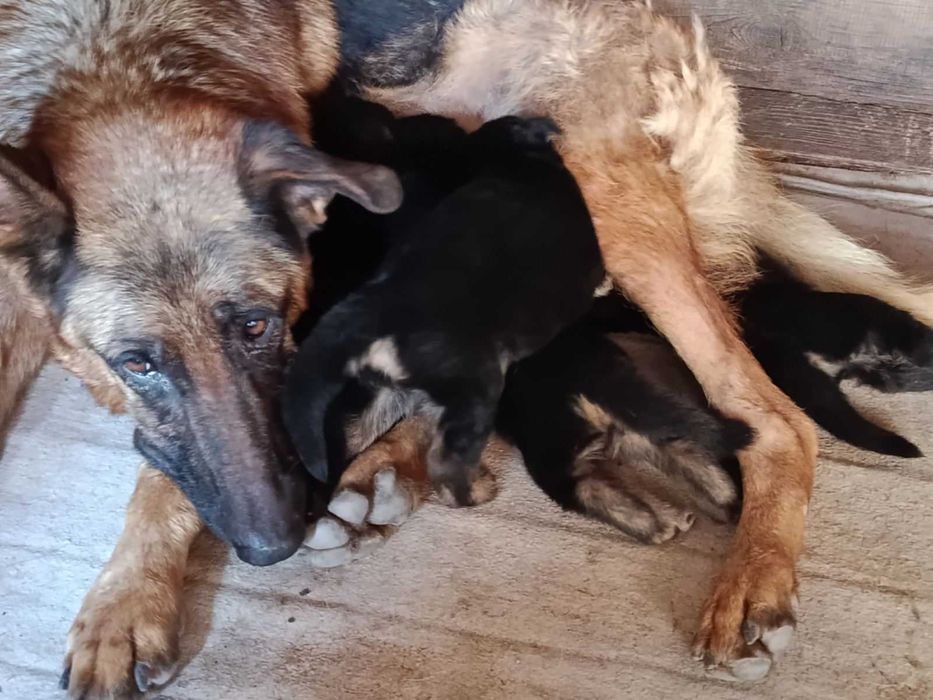 Цуценята німецької вівчарки