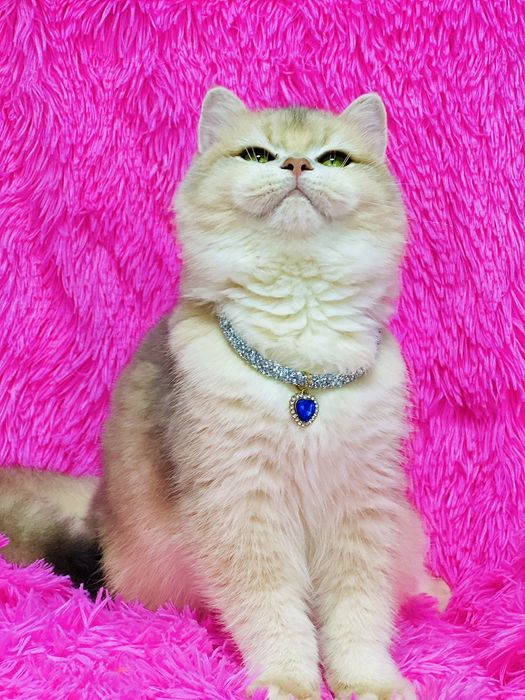 Британська золота шиншилла