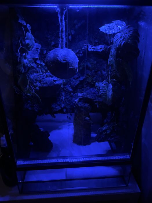 Terarium 60 x 40 plus male na swietszcze