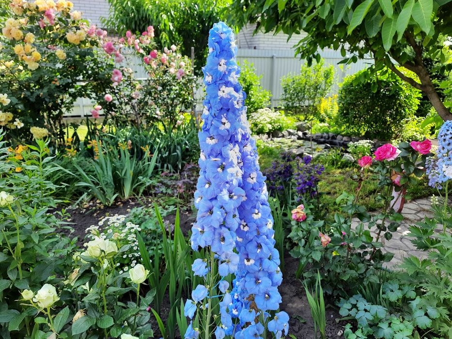 Насіння дельфініума багаторічного