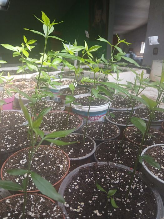 Plantas  Sapote Branco.